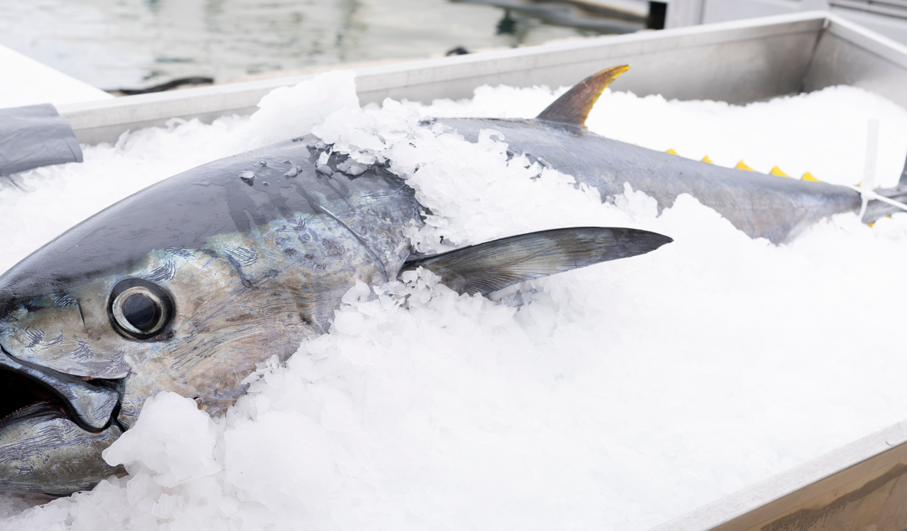 A Step-by-Step Guide to Using Dry Ice for Shipping Frozen Foods